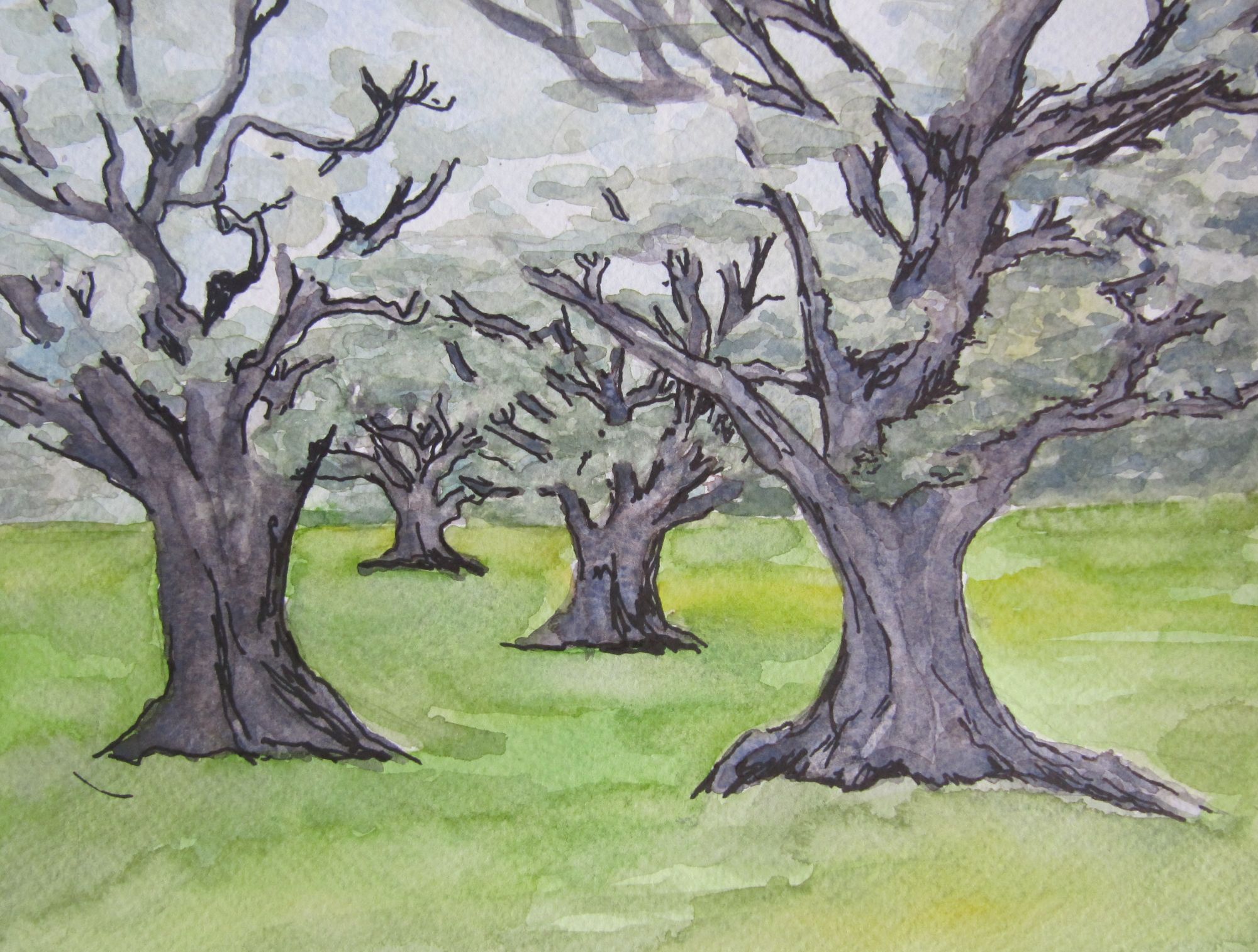 2013 olijfbomen I